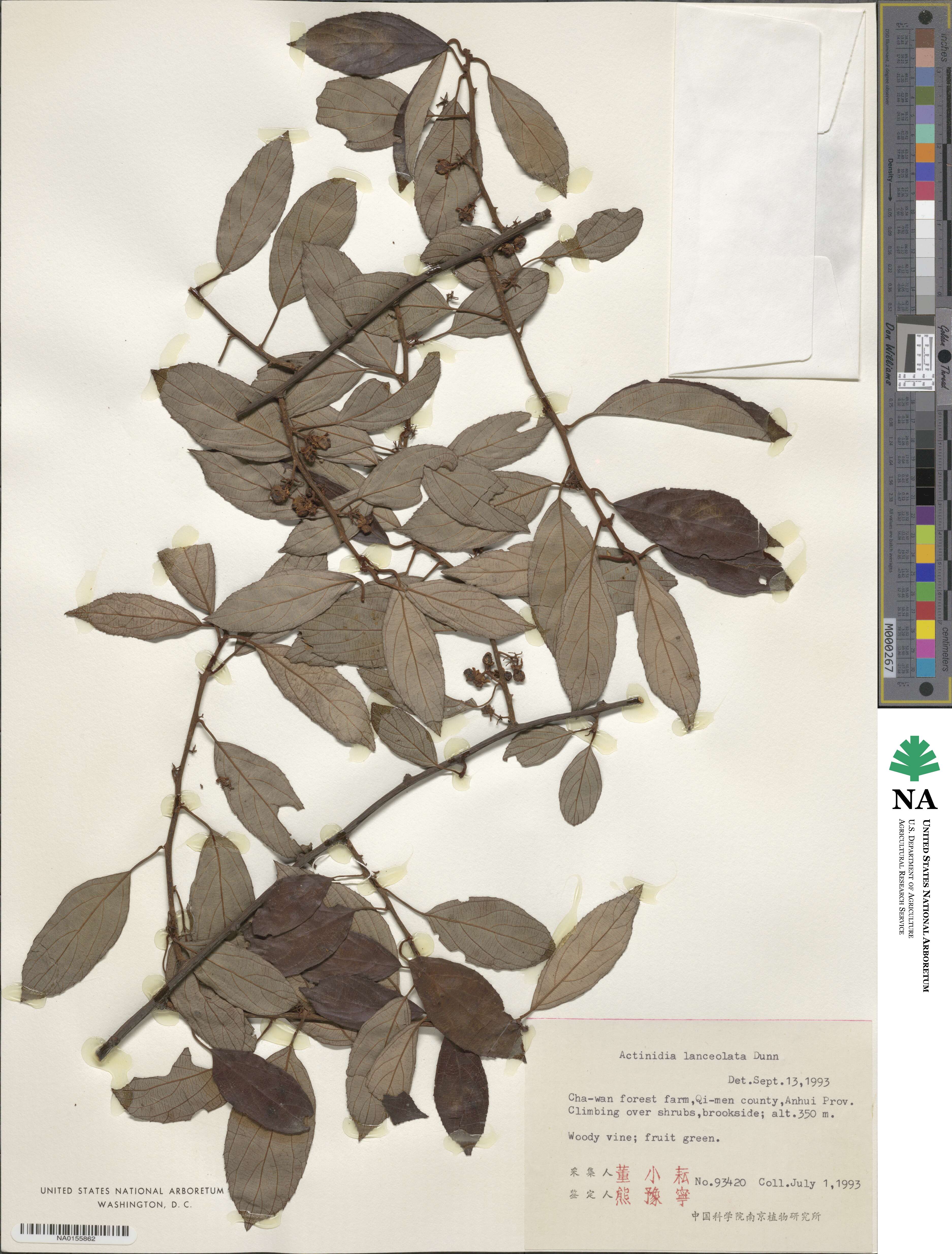 Actinidia lanceolata image