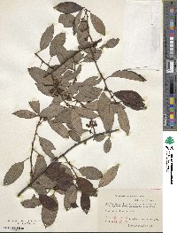 Actinidia lanceolata image