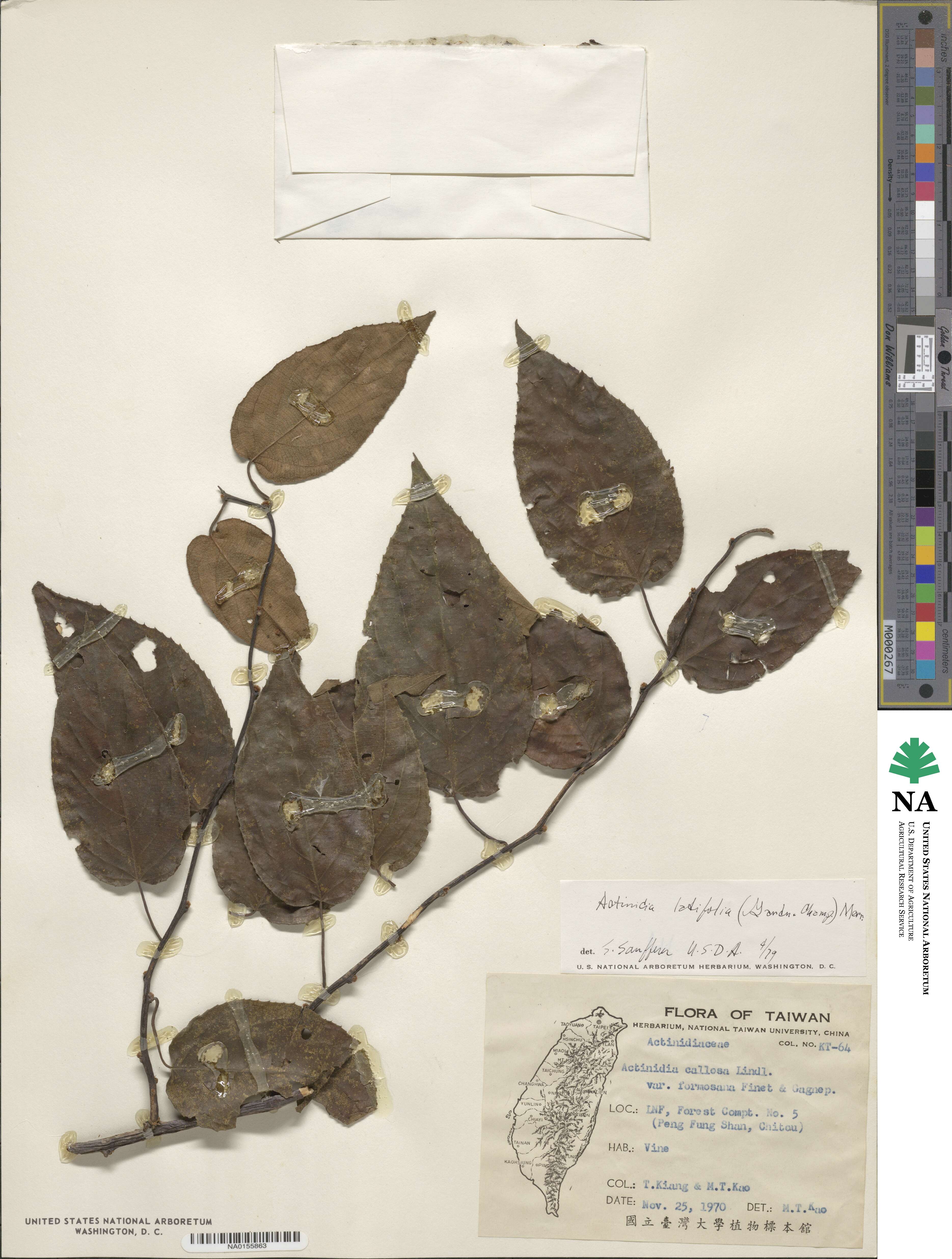 Actinidia latifolia image