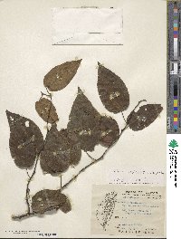 Actinidia latifolia image