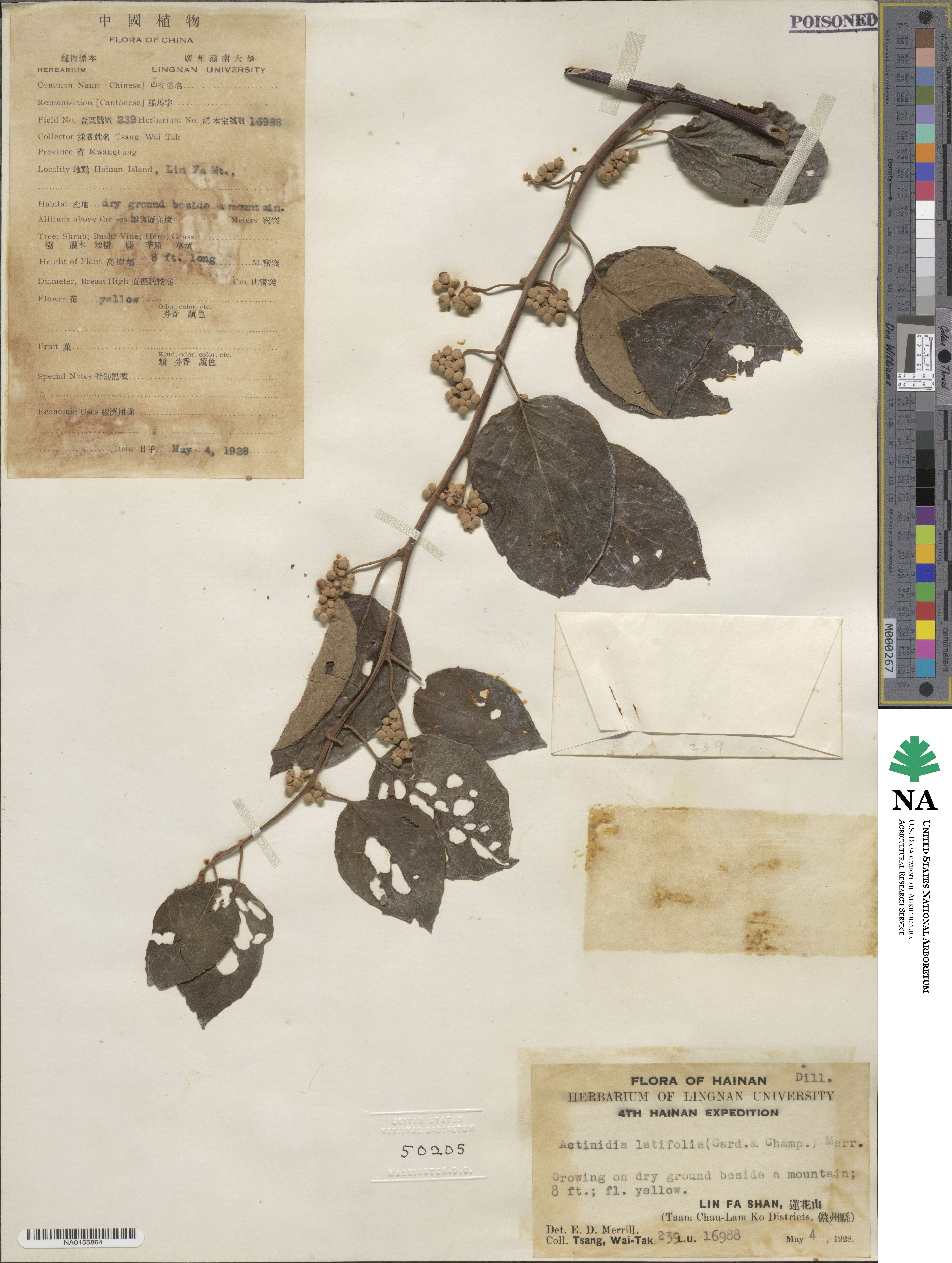 Actinidia latifolia image