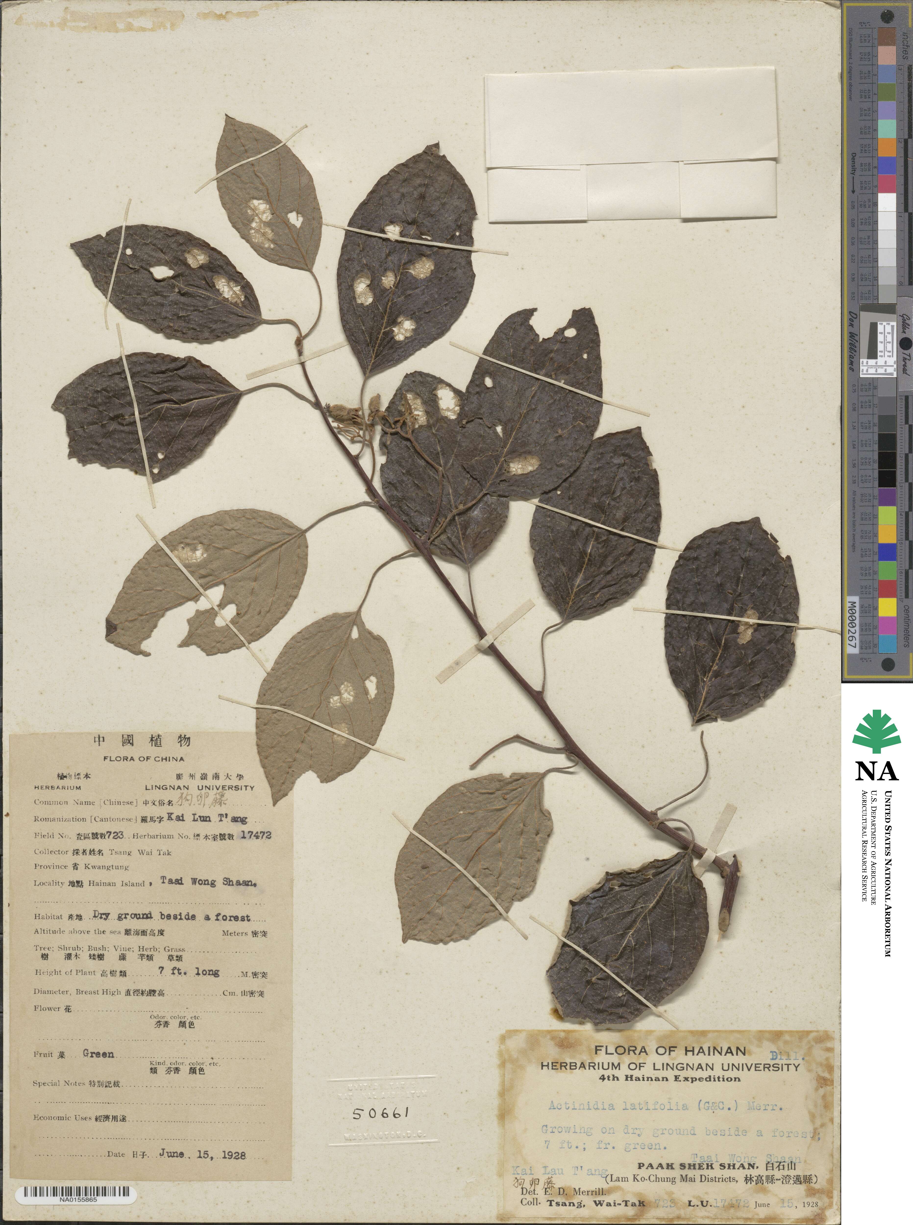 Actinidia latifolia image