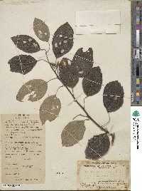 Actinidia latifolia image