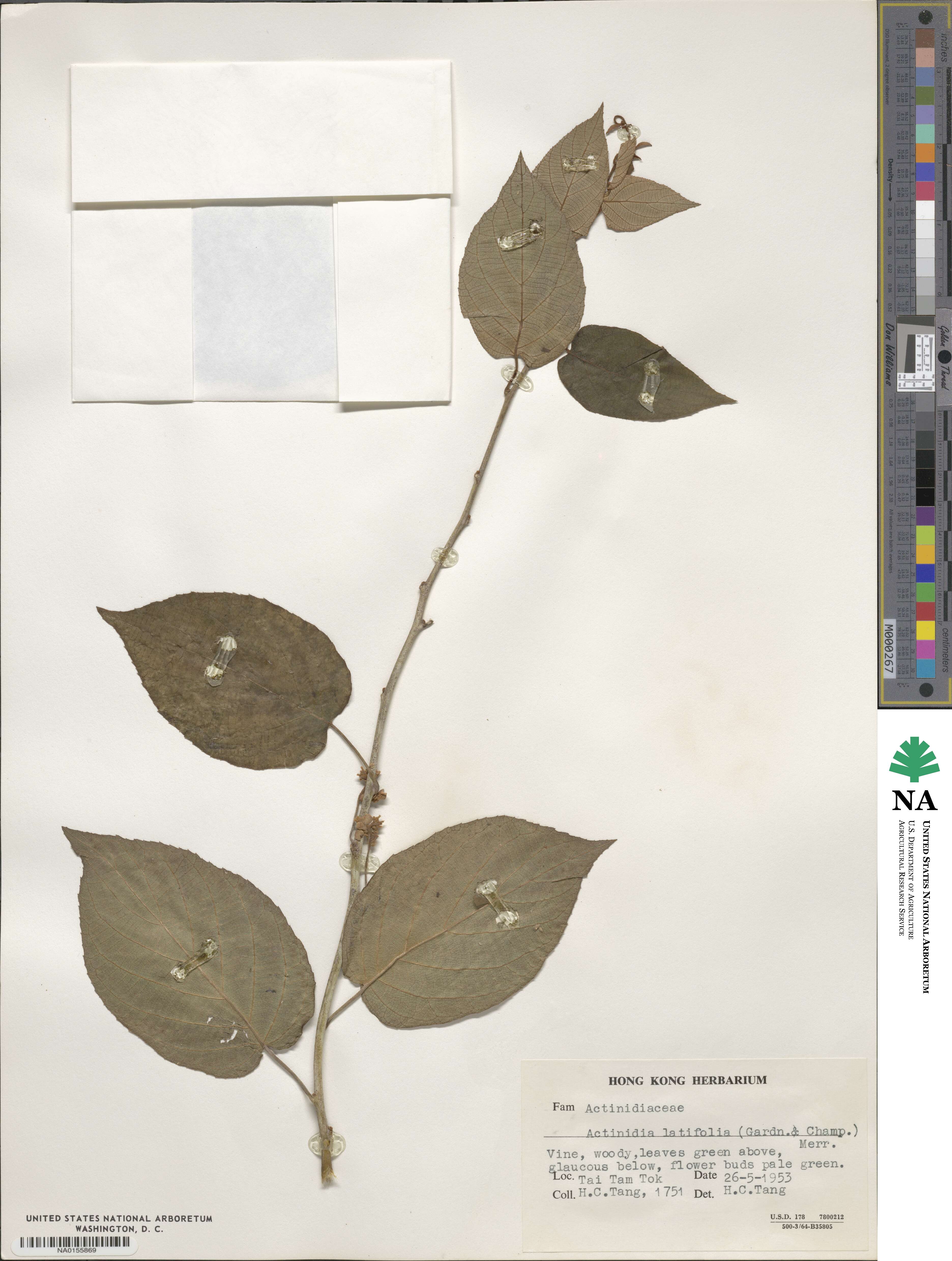 Actinidia latifolia image