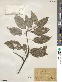 Actinidia latifolia image