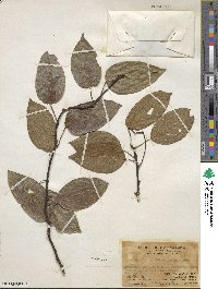 Actinidia latifolia image