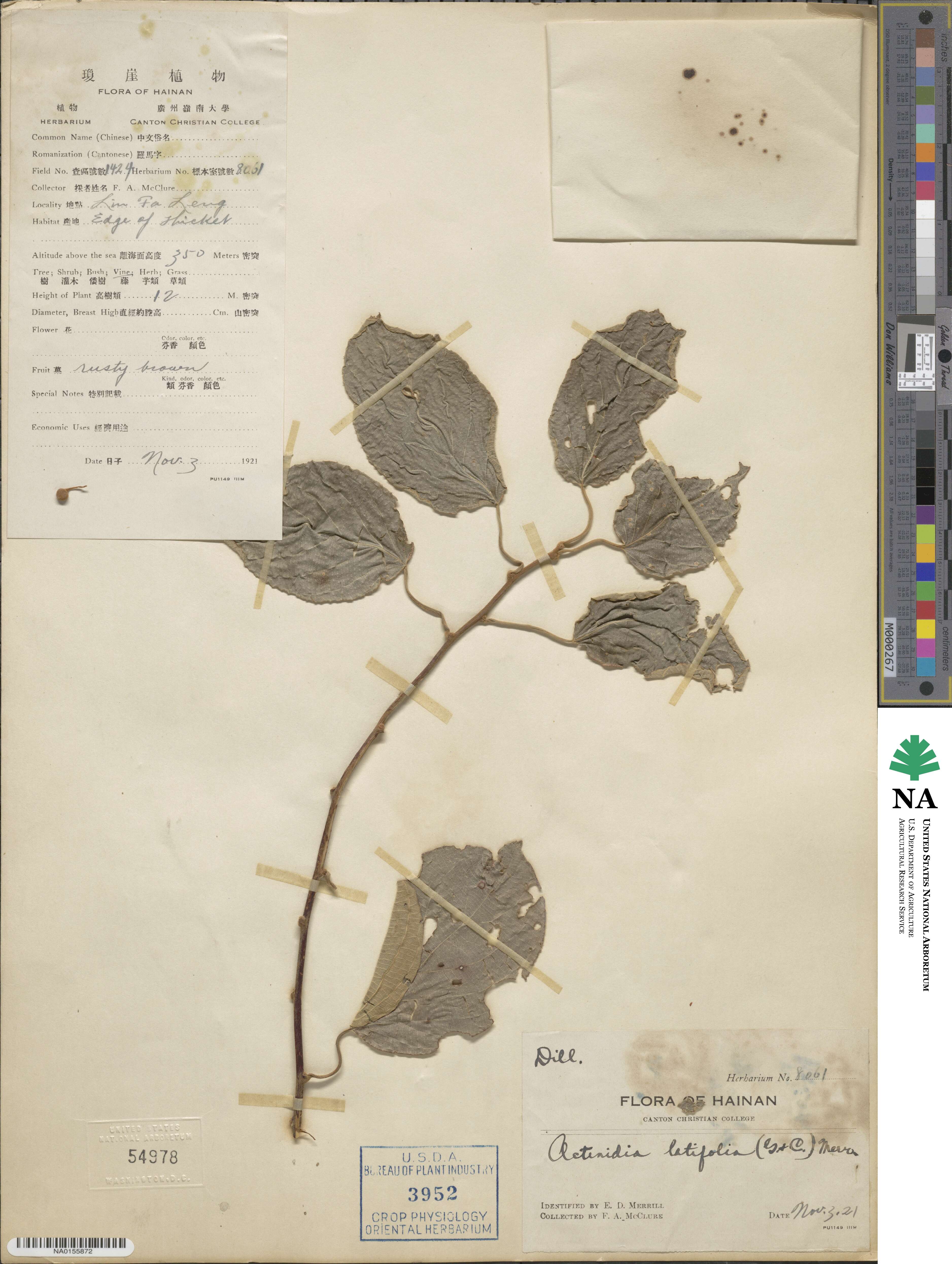 Actinidia latifolia image