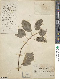 Actinidia latifolia image