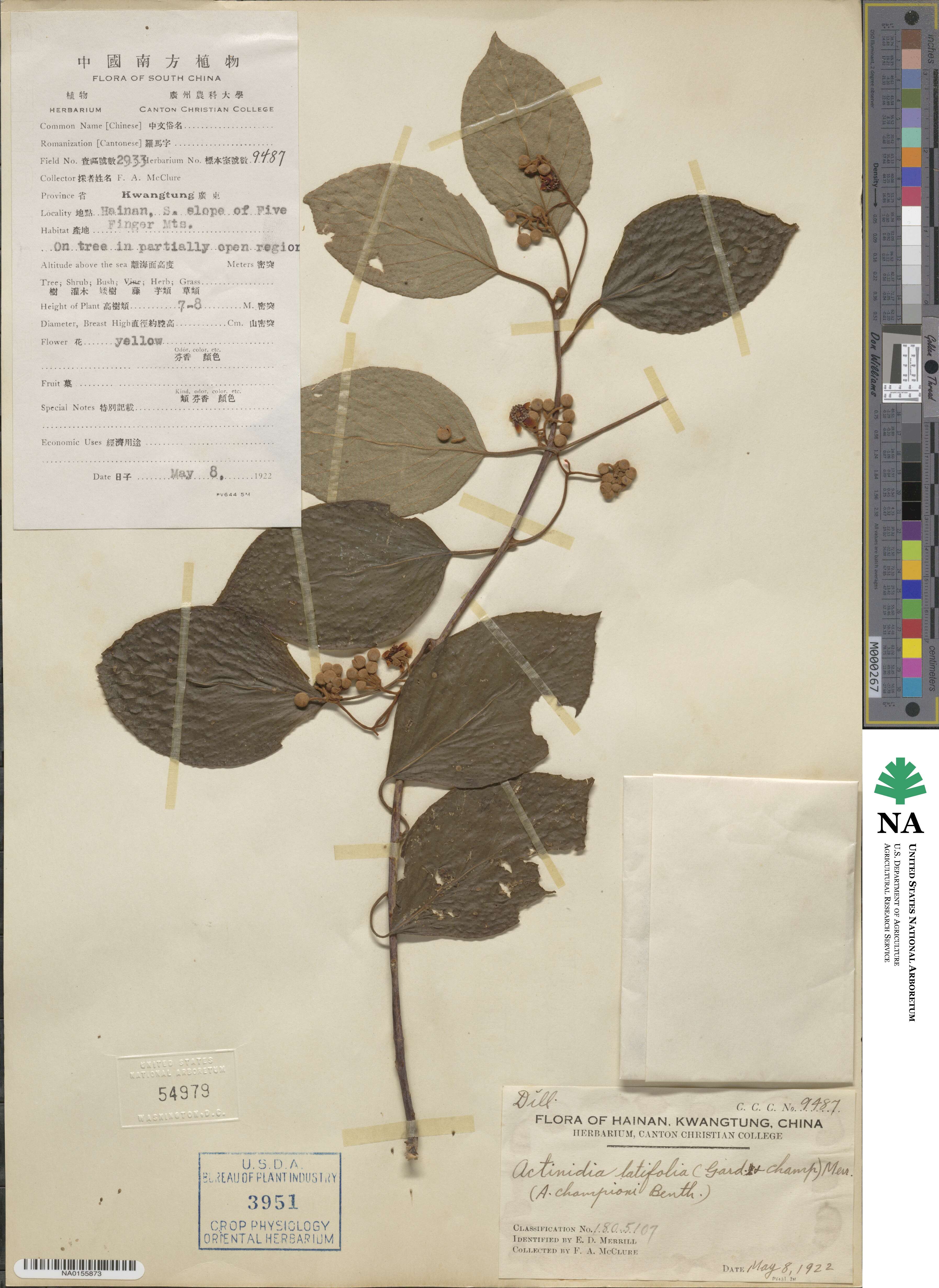 Actinidia latifolia image