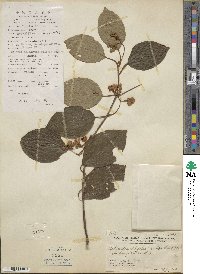 Actinidia latifolia image