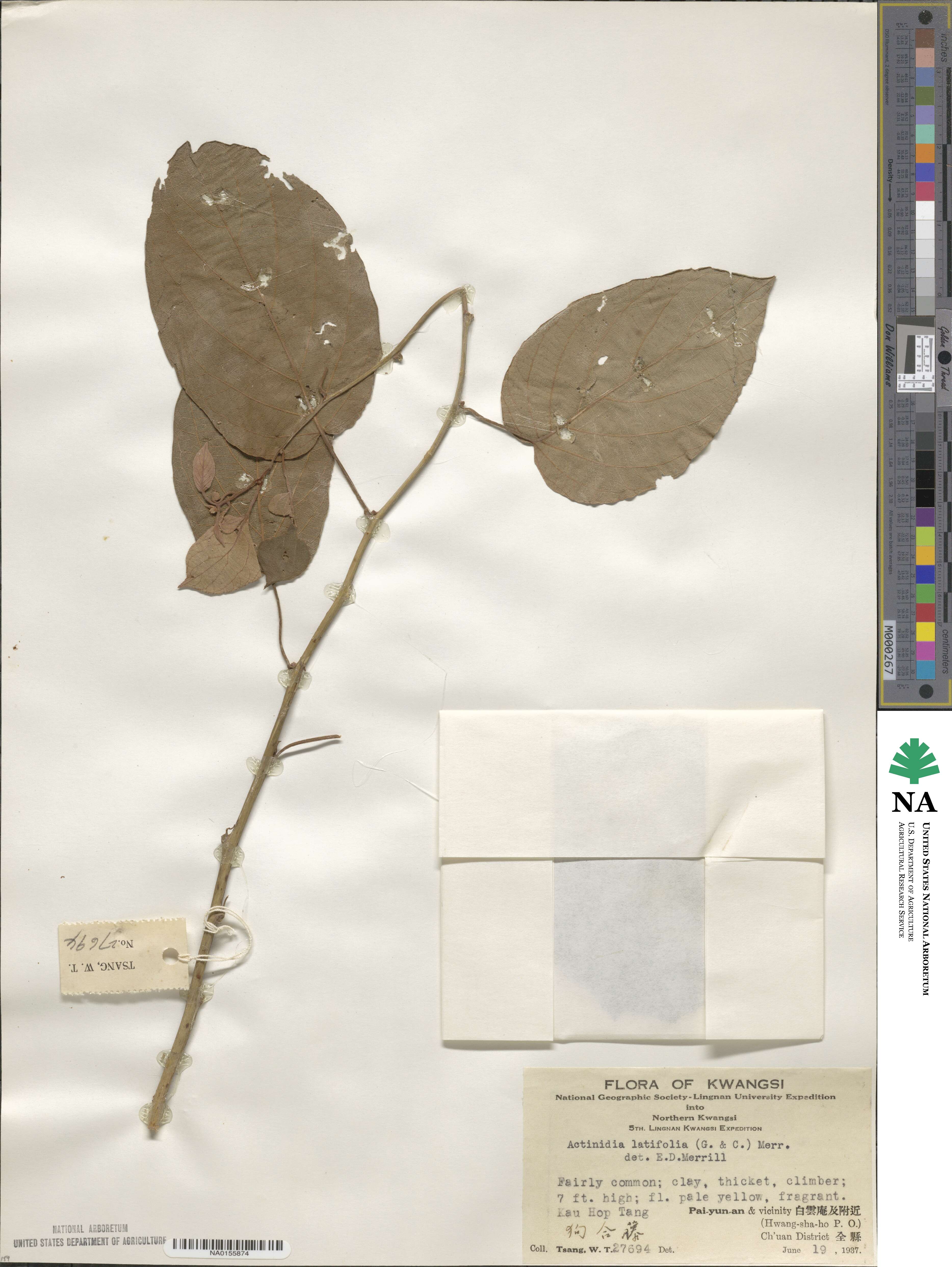 Actinidia latifolia image