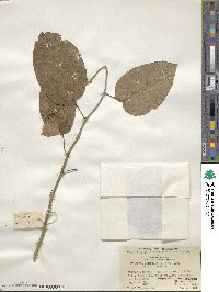 Actinidia latifolia image