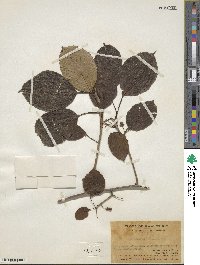 Actinidia melanandra image