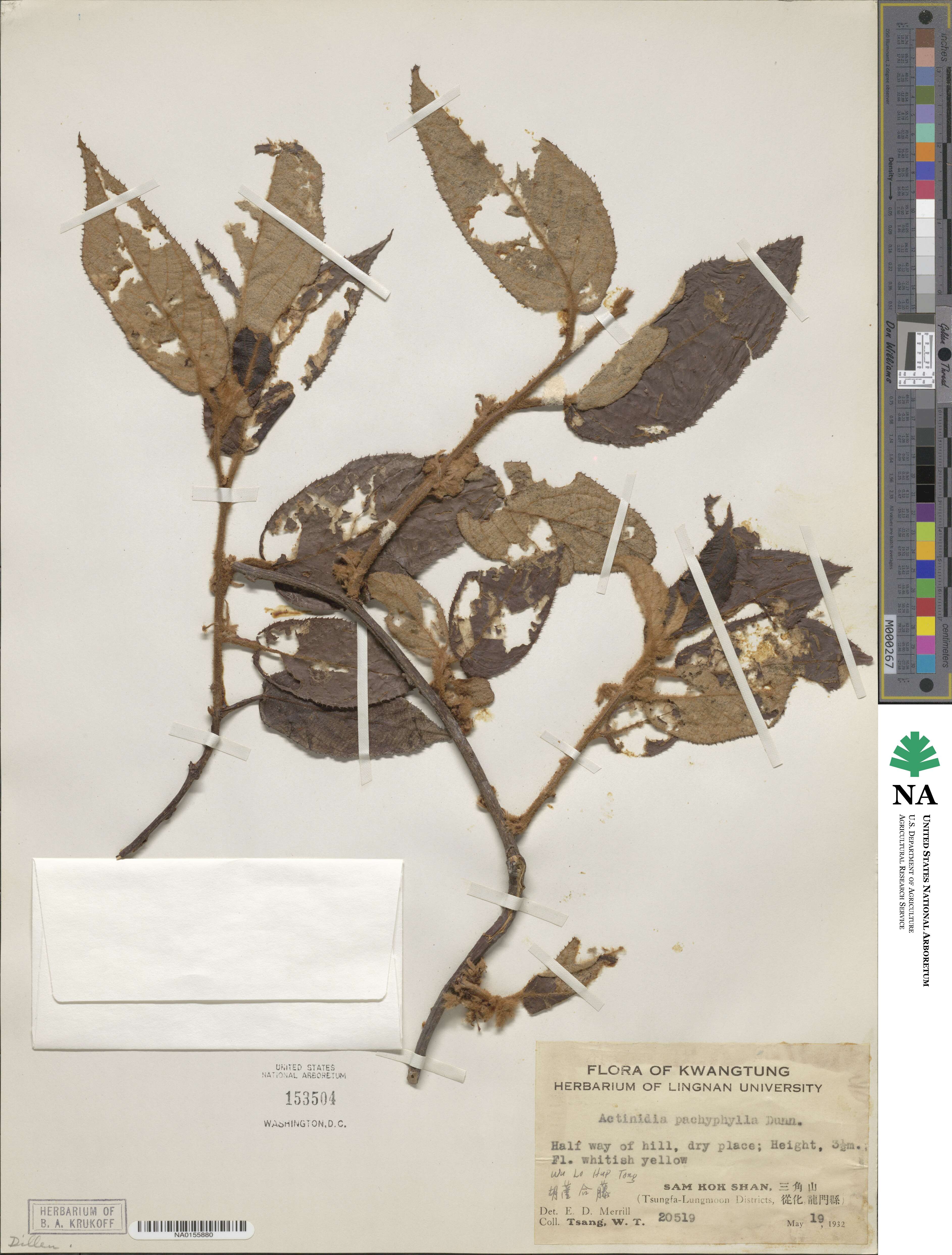 Actinidia fulvicoma var. pachyphylla image