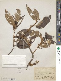 Actinidia fulvicoma image