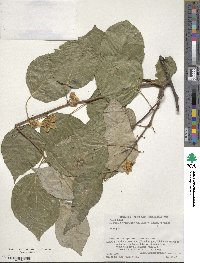 Actinidia polygama image