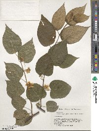 Actinidia polygama image