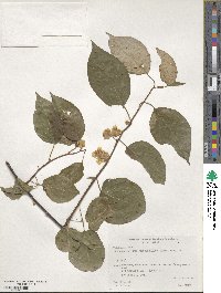 Actinidia polygama image