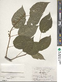 Actinidia polygama image