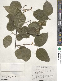 Actinidia polygama image