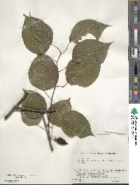 Actinidia polygama image