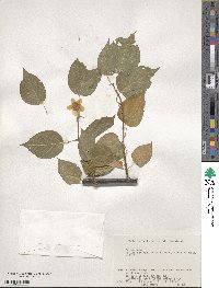 Actinidia polygama image