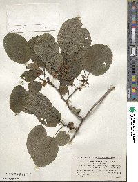 Actinidia polygama image