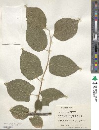 Actinidia polygama image