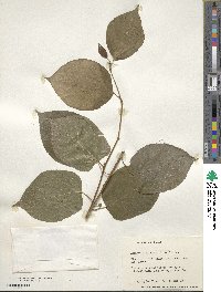 Actinidia polygama image