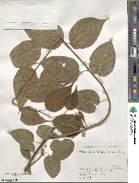 Actinidia polygama image