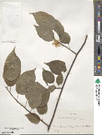 Actinidia polygama image