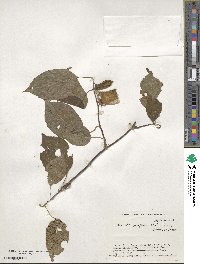 Actinidia polygama image