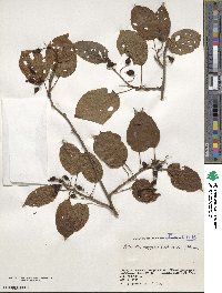 Actinidia polygama image