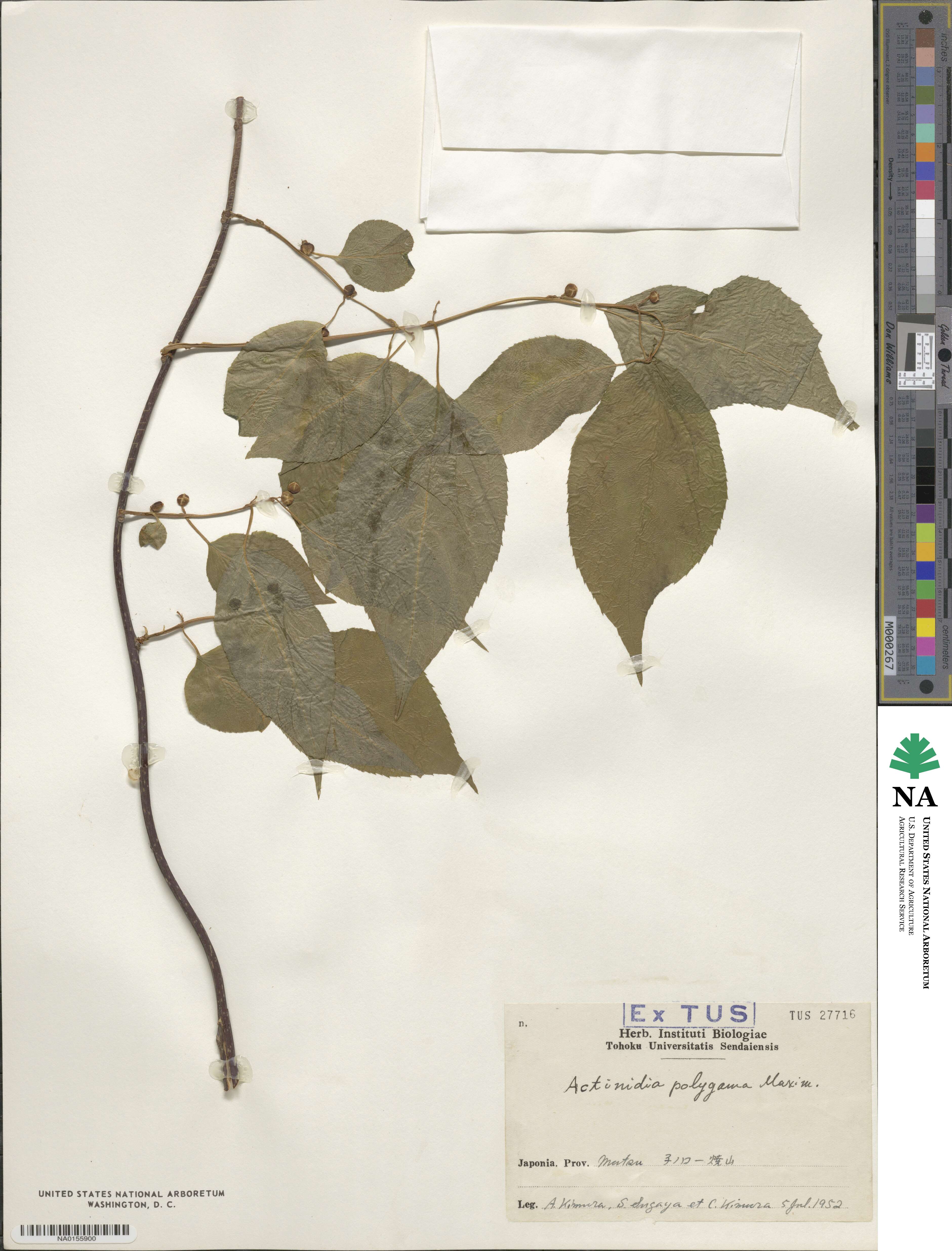 Actinidia polygama image