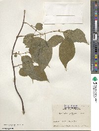 Actinidia polygama image