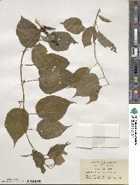 Actinidia polygama image