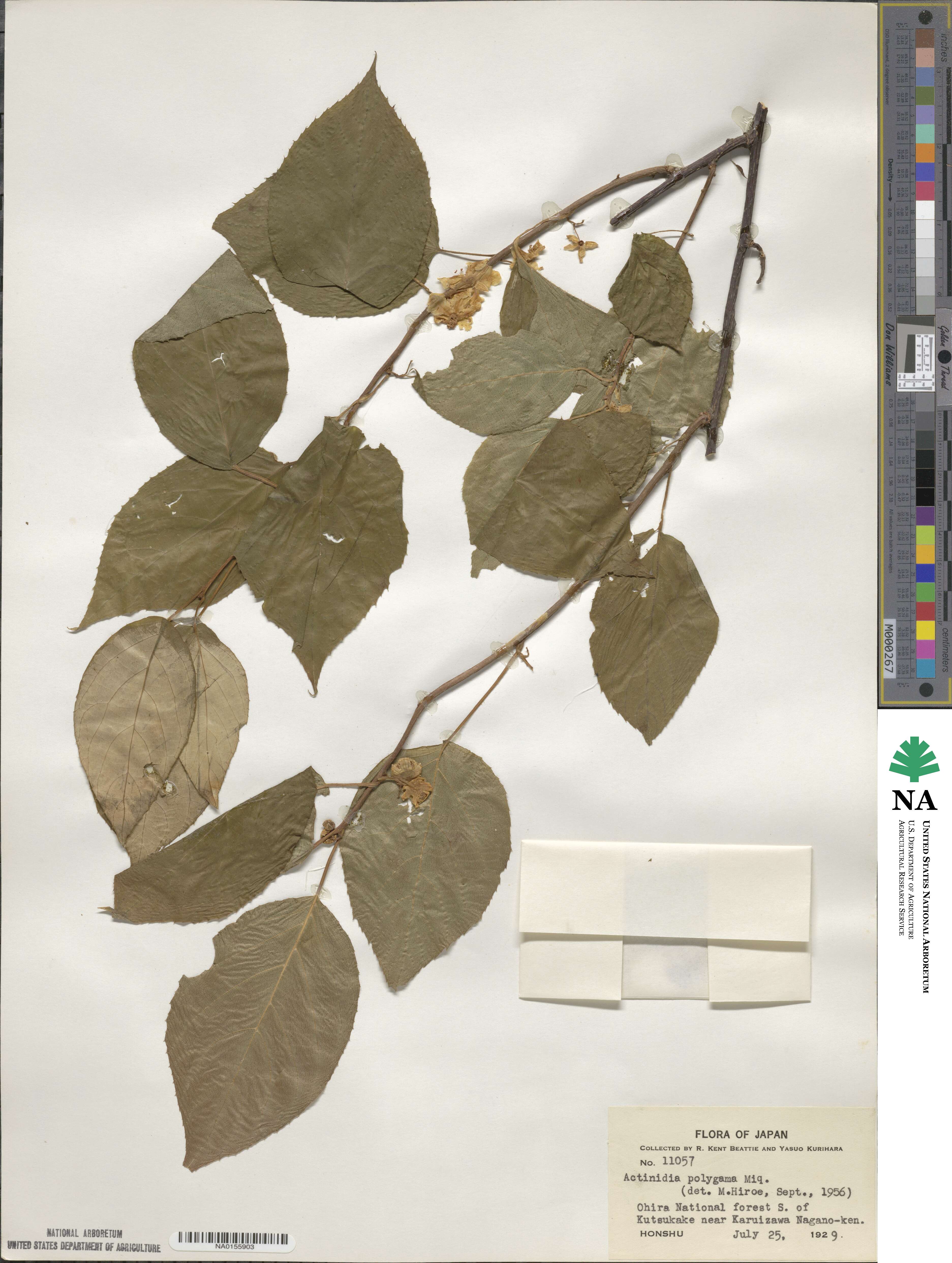Actinidia polygama image