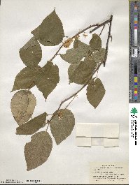 Actinidia polygama image