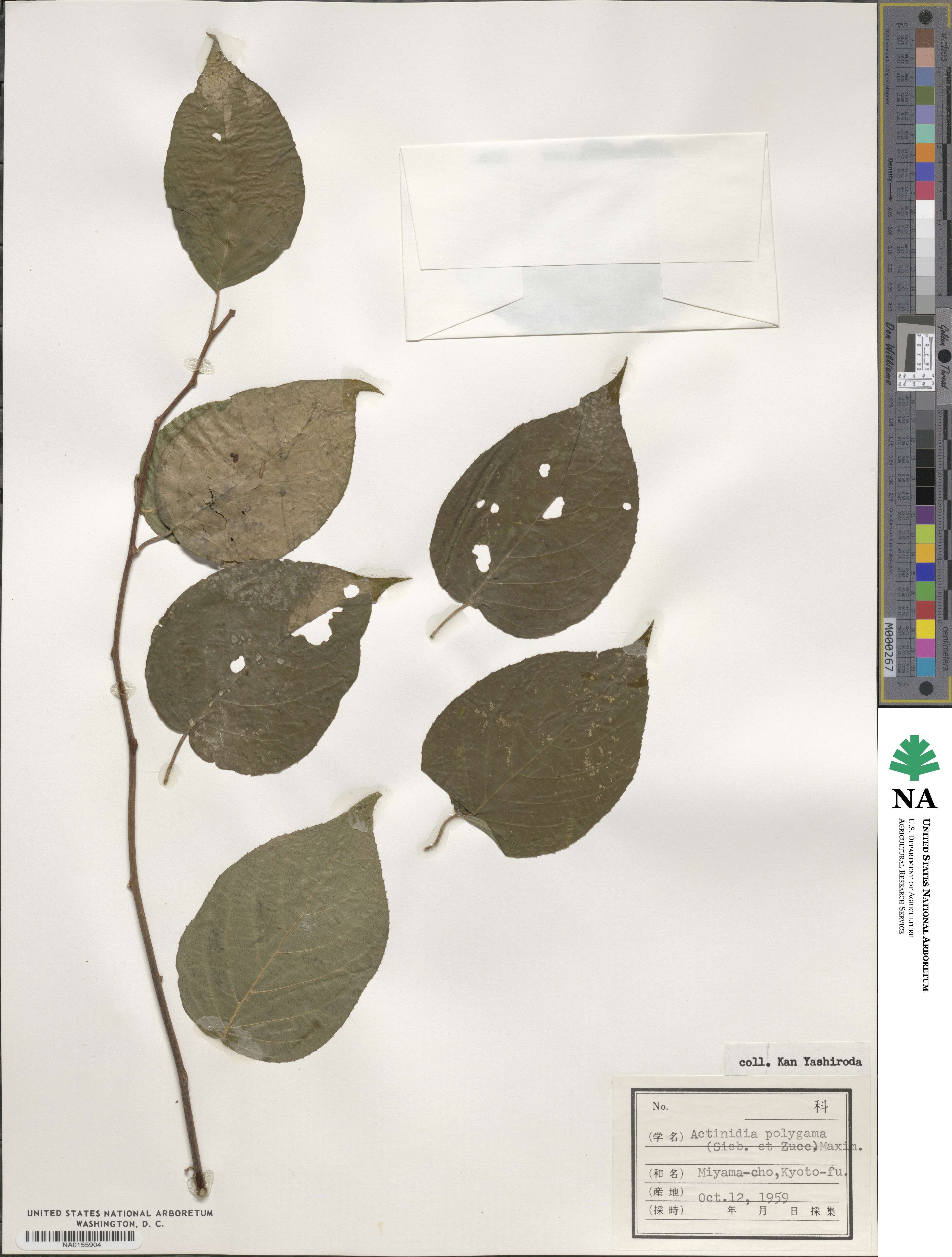 Actinidia polygama image