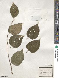 Actinidia polygama image