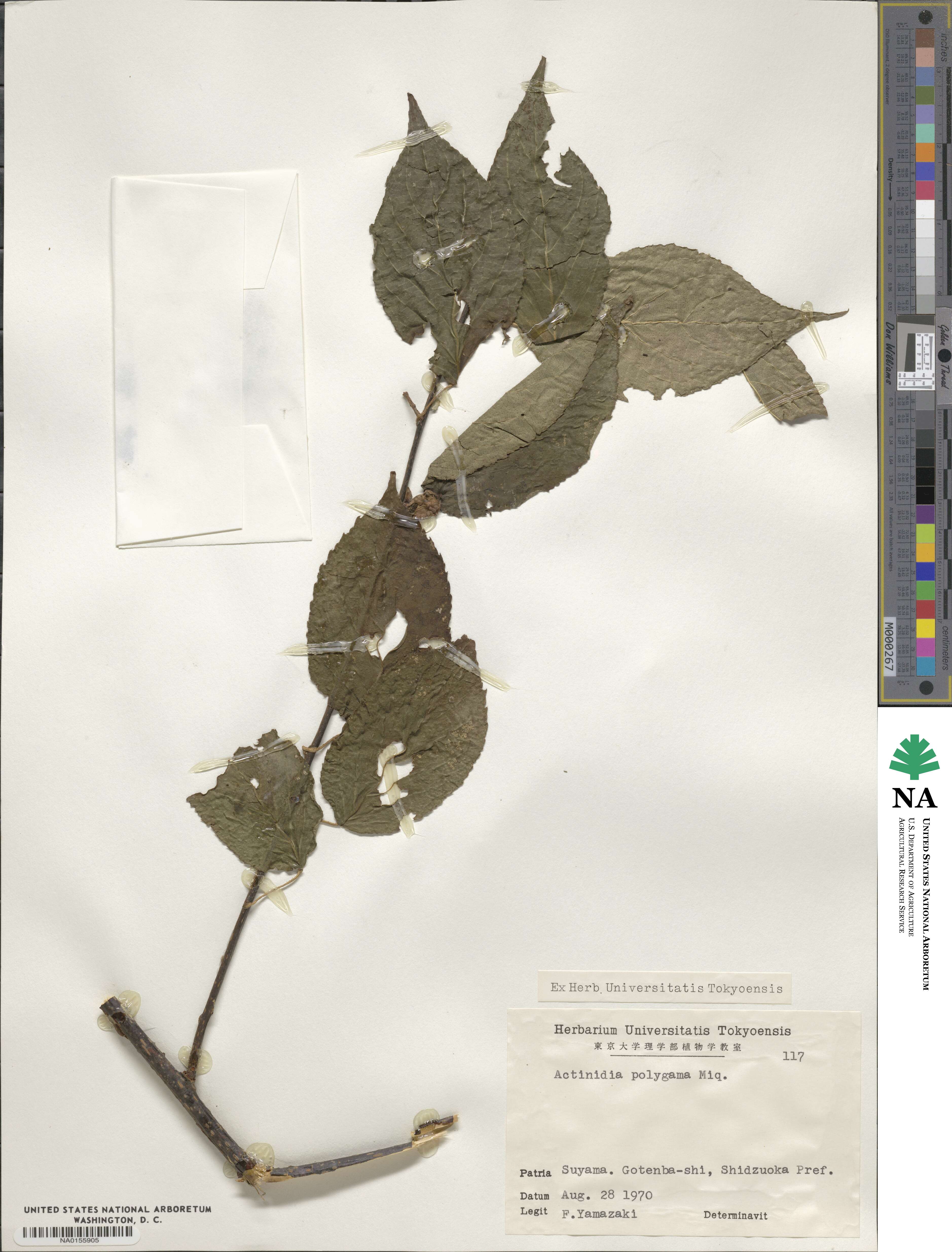 Actinidia polygama image