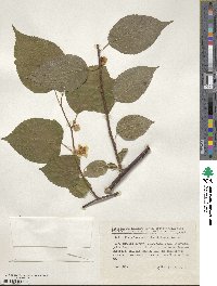 Actinidia polygama image