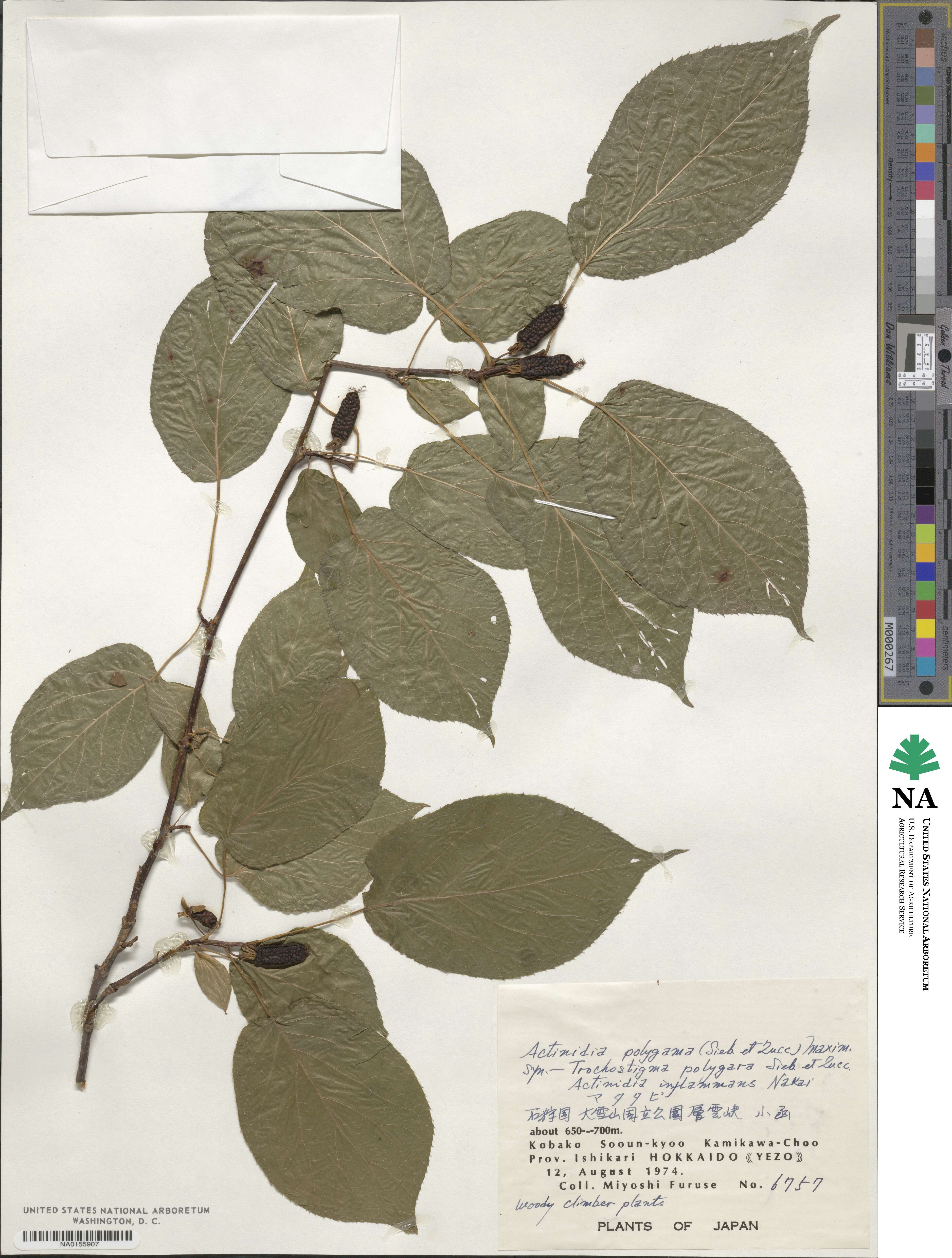 Actinidia polygama image