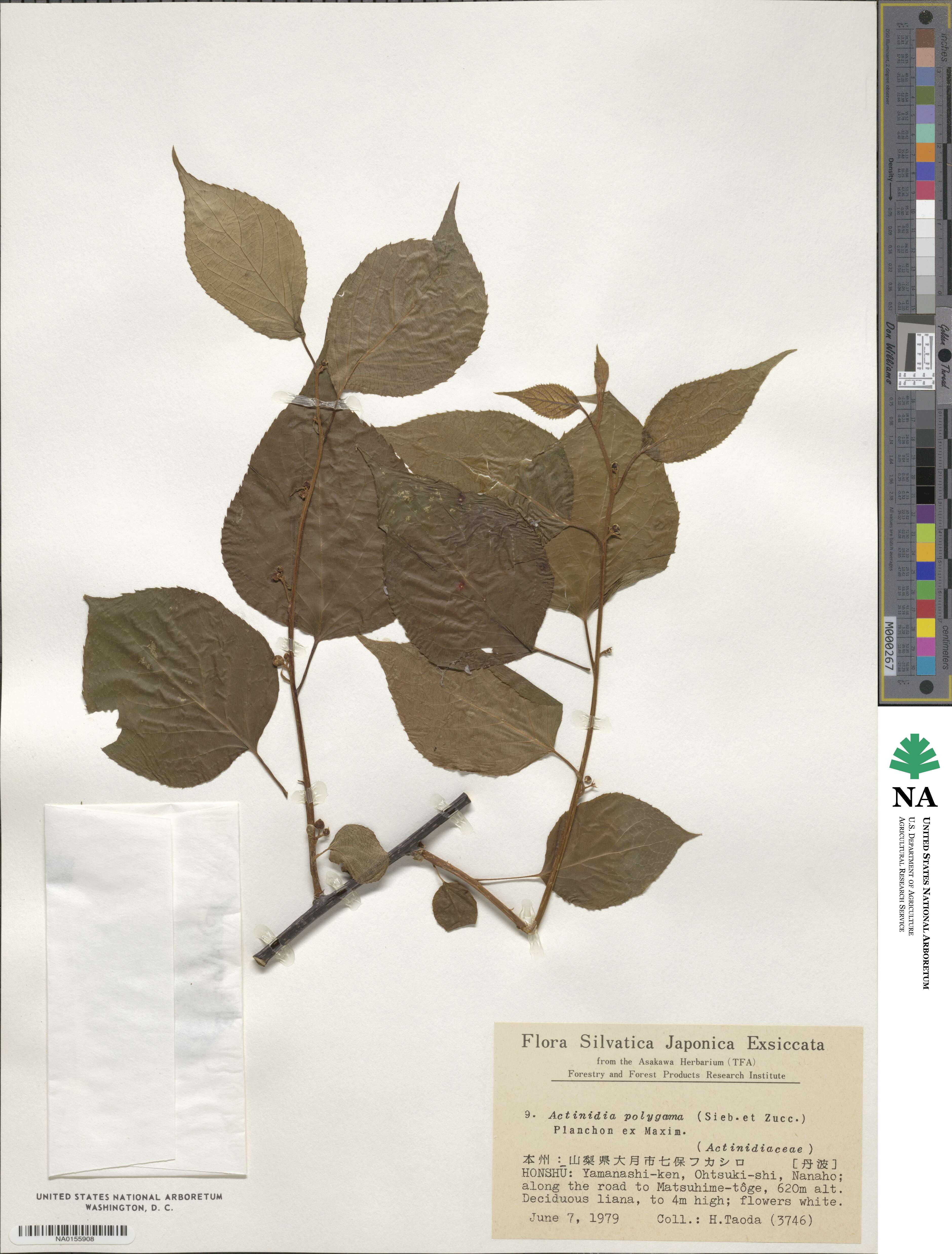 Actinidia polygama image