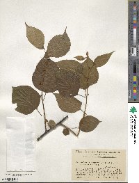 Actinidia polygama image