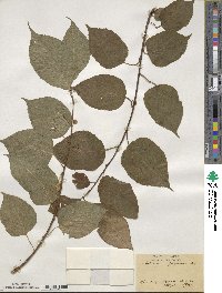 Actinidia polygama image