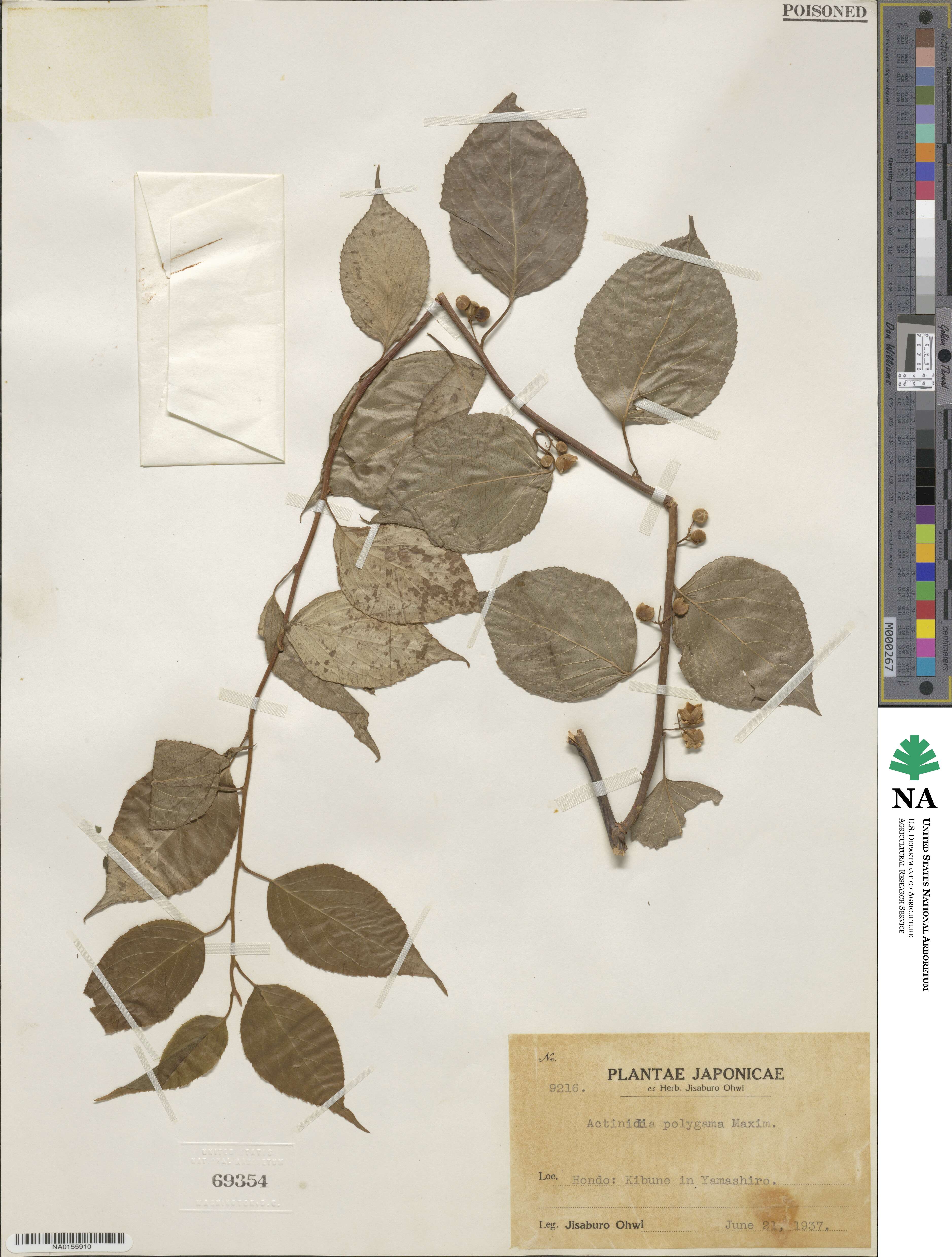 Actinidia polygama image