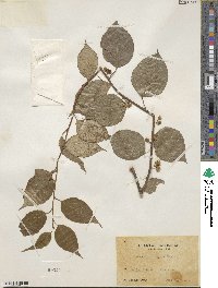 Actinidia polygama image