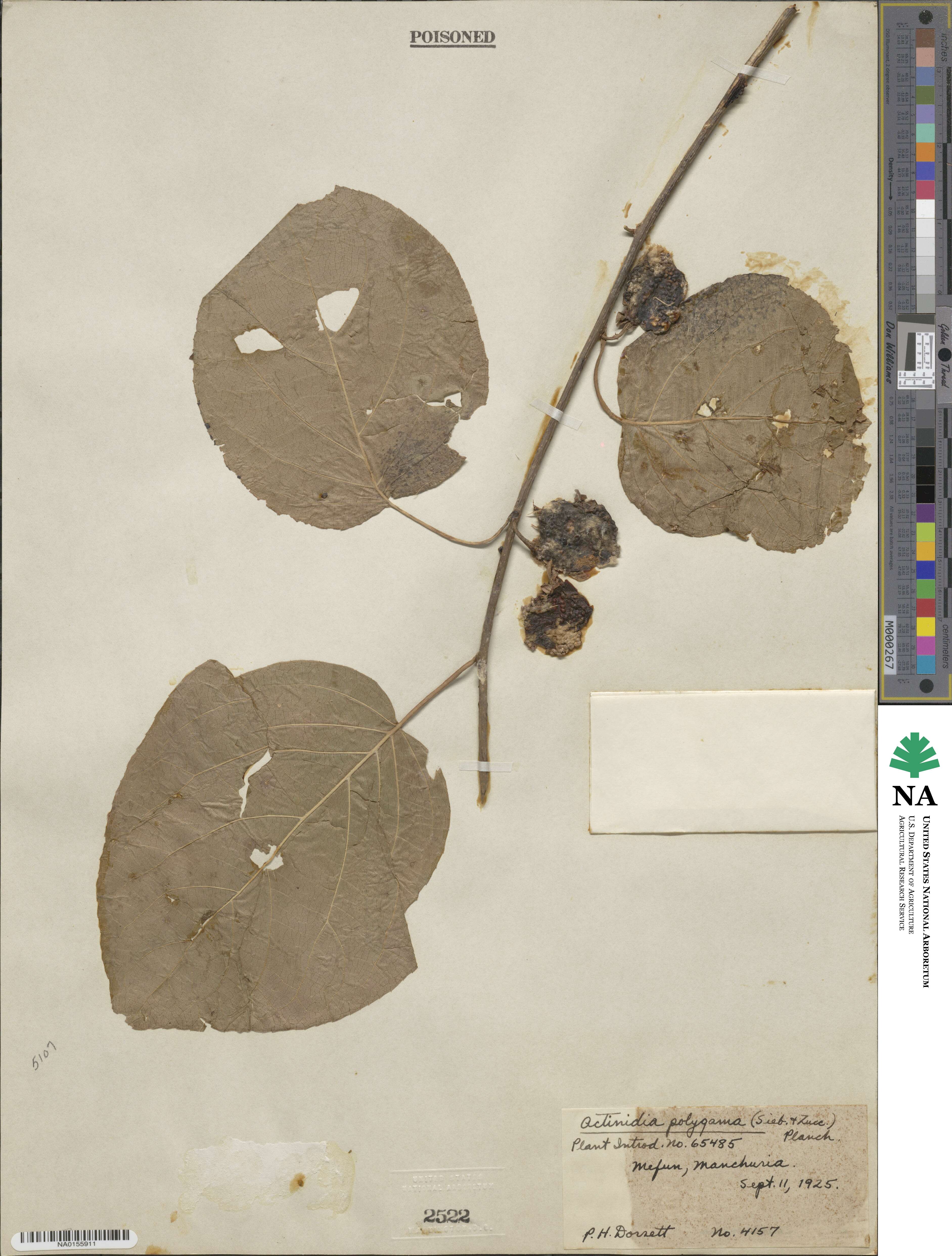 Actinidia polygama image