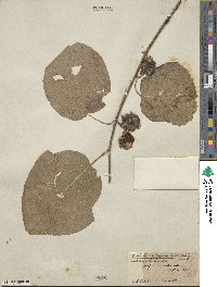 Actinidia polygama image